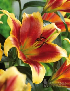 Menu Lily Sampler Collection -Outlet Holland Bulb Farms Store 77360 debby orienpet lily