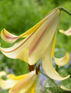 Outlet Holland Bulb Farms Store -Outlet Holland Bulb Farms Store 77362 rising moon orienpet lily