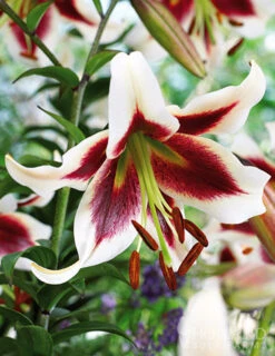 Menu Red Hot Lily Collection -Outlet Holland Bulb Farms Store 77363 beverly dreams orienpet lily