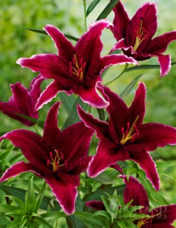 Menu Red Hot Lily Collection -Outlet Holland Bulb Farms Store 77365 sumatra oriental lily 1
