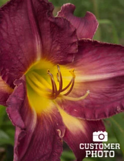Menu Little Grapette Daylily -Outlet Holland Bulb Farms Store 77372 little grapette daylily 5