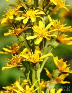 Menu Best Perennials For Wet Soil -Outlet Holland Bulb Farms Store 77374 ligularia rocket 1