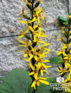 Menu Moisture Tolerant Perennials Collection 19 Menu Moisture Tolerant Perennials Collection -Outlet Holland Bulb Farms Store 77374 ligularia rocket 2