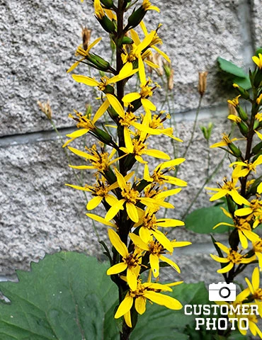 Menu Moisture Tolerant Perennials Collection 9 Menu Moisture Tolerant Perennials Collection - Image 7