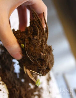 Menu Best Perennials For Wet Soil -Outlet Holland Bulb Farms Store 77374 the rocket ligularia 2 1