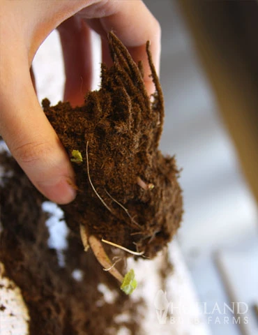 Menu Moisture Tolerant Perennials Collection 10 Menu Moisture Tolerant Perennials Collection - Image 8