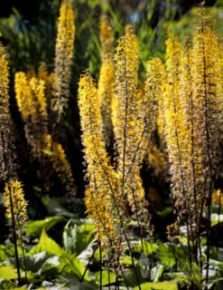 Menu Moisture Tolerant Perennials Collection 17 Menu Moisture Tolerant Perennials Collection -Outlet Holland Bulb Farms Store 77374 the rocket ligularia