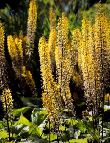 Menu Moisture Tolerant Perennials Collection 7 Menu Moisture Tolerant Perennials Collection - Image 5