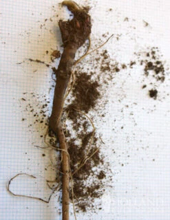 Menu Veitch's Blue Globe Thistle -Outlet Holland Bulb Farms Store 77376 veitchs blue globe thistle 2