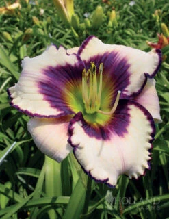 Menu Re-Blooming Daylily Collection -Outlet Holland Bulb Farms Store 77380 blueberry sundae daylily 2 2