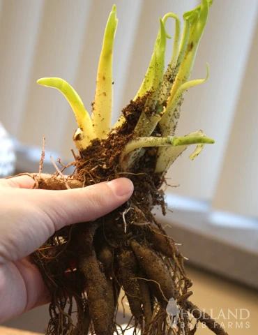 Menu Sunny Blooms Spring Through Summer Collection 12 Menu Sunny Blooms Spring Through Summer Collection - Image 10