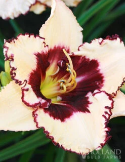 Menu Re-Blooming Daylily Collection -Outlet Holland Bulb Farms Store 77380 blueberry sundae daylily 4