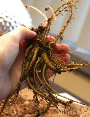 Menu Shady Summer Days Perennial Garden 18 Menu Shady Summer Days Perennial Garden - Image 16