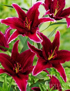 Menu Welcome To Our Home Garden Collection -Outlet Holland Bulb Farms Store 77388 sumatra oriental lily