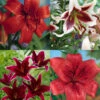 Menu Red Hot Lily Collection -Outlet Holland Bulb Farms Store 77399