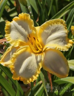 Menu First Knight Daylily