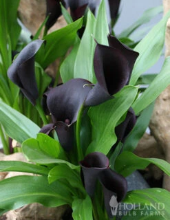 Menu Fairytale Calla Lily Collection -Outlet Holland Bulb Farms Store 77420 black star calla lily 2