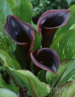 Menu Fairytale Calla Lily Collection -Outlet Holland Bulb Farms Store 77420 black star calla lily