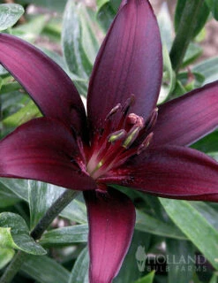 Menu Night & Day Asiatic Lily Collection -Outlet Holland Bulb Farms Store 77427 landini asiatic lily 2 1