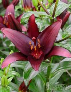 Menu Night & Day Asiatic Lily Collection -Outlet Holland Bulb Farms Store 77427 landini asiatic lily 3 1