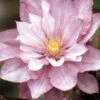 Menu Proteus Double Flowering Clematis