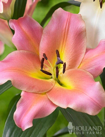 Menu On Stage Orienpet Lily 3 Menu On Stage Orienpet Lily