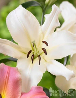Outlet Holland Bulb Farms Store -Outlet Holland Bulb Farms Store 77445 ovatie orienpet lily 2