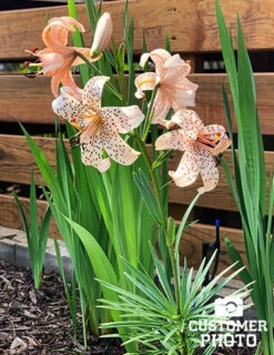 Menu Tiger Babies Hybrid Lily -Outlet Holland Bulb Farms Store 77449 tiger babies 2