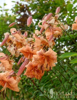 Menu Tiger Babies Hybrid Lily -Outlet Holland Bulb Farms Store 77449 tiger babies 4