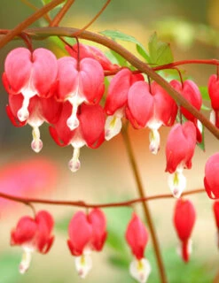 Menu Bleeding Hearts Collection -Outlet Holland Bulb Farms Store 77450 1