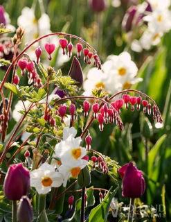 Menu Bleeding Hearts Collection -Outlet Holland Bulb Farms Store 77450 valentine bleeding hearts 1