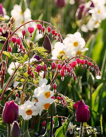 Menu Valentine Red Bleeding Heart 4 Menu Valentine Red Bleeding Heart - Image 2