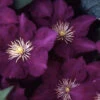 Menu Lady Betty Balfour Clematis