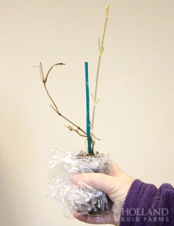 Menu Multi-Blue Double Flowering Clematis -Outlet Holland Bulb Farms Store 77454 multi blue double flowering clematis 3