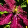 Menu Niobe Clematis -Outlet Holland Bulb Farms Store 77455 niobe clematis