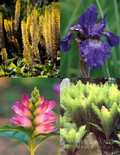 Menu Best Perennials For Wet Soil