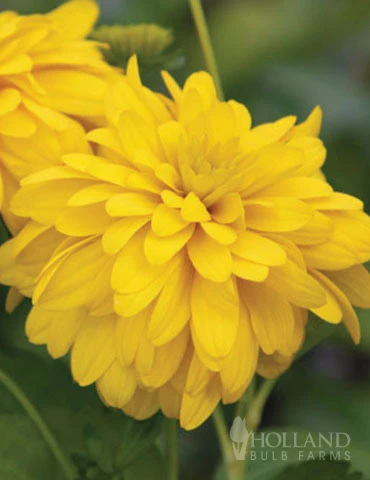 Menu Goldquell Rudbeckia 4 Menu Goldquell Rudbeckia - Image 2