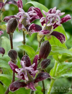 Menu Raspberry Mousse Toadlily -Outlet Holland Bulb Farms Store 77475 raspberry mousse toad lily 2