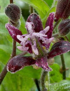 Menu Raspberry Mousse Toadlily -Outlet Holland Bulb Farms Store 77475 raspberry mousse toad lily 3