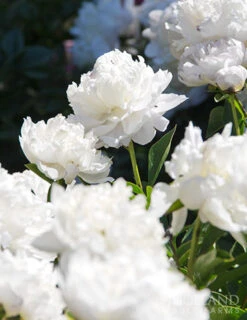 Menu Peony Collection 22 Menu Peony Collection -Outlet Holland Bulb Farms Store 77476 shirley temple peony 2 1