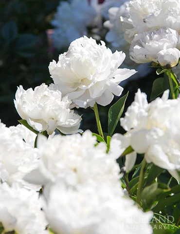 Menu Peony Collection 8 Menu Peony Collection - Image 6