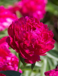 Menu Peony Collection 31 Menu Peony Collection -Outlet Holland Bulb Farms Store 77478 2