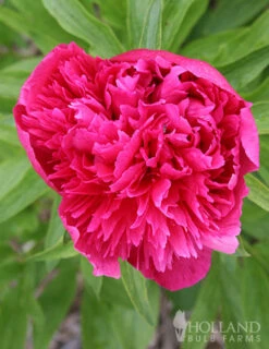 Menu Peony Collection 30 Menu Peony Collection -Outlet Holland Bulb Farms Store 77478 karl rosenfield peony 2