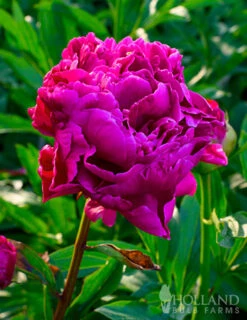 Menu Peony Cutting Garden Collection -Outlet Holland Bulb Farms Store 77478 karl rosenfield peony 3 1