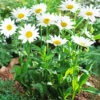 Menu Becky Shasta Daisy -Outlet Holland Bulb Farms Store 77490 becky shasta daisy