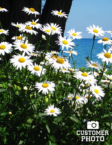 Menu Becky Shasta Daisy 4 Menu Becky Shasta Daisy - Image 2