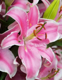 Menu Classic Fragrant Lily Collection -Outlet Holland Bulb Farms Store 77493 1