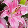 Menu Curly Sue Oriental Lily Jumbo Pack -Outlet Holland Bulb Farms Store 77493