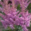 Menu Visions Astilbe