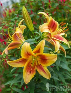 Menu Montego Bay Orienpet Lily 8 Menu Montego Bay Orienpet Lily -Outlet Holland Bulb Farms Store 77496 montego bay orienpet lily 2